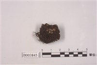 藏品(東亞岩生黑苔)的圖片